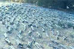 Rows of bundled twigs on the grass