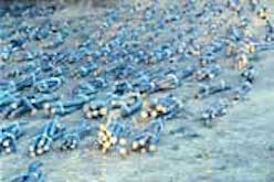 Rows of bundled twigs on the grass