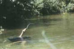 Person swimming in finished lake