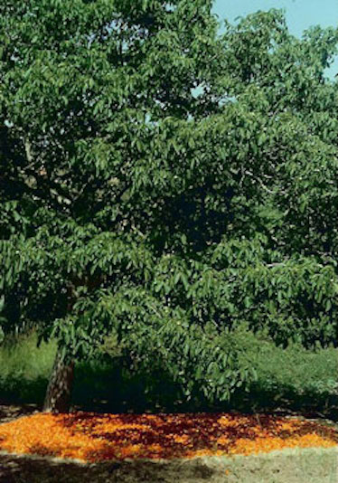 Tomato harvest under a tree